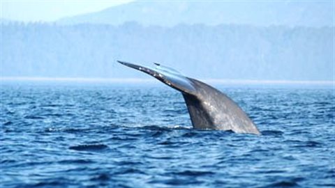 Une baleine bleue Une baleine bleue