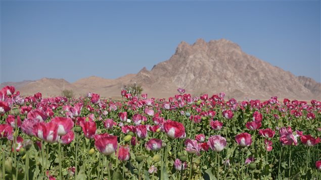 Champs de pavot en Afghanistan Champs de pavot en Afghanistan