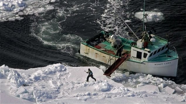 Un chasseur se dirige vers un phoque du Groenland lors de la chasse annuelle sur la côte Est du Canada. Photo prise en 2009 Un chasseur se dirige vers un phoque du Groenland lors de la chasse annuelle sur la côte Est du Canada. Photo prise en 2009
