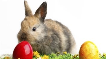 Un lapin et deux oeufs de Pâques Un lapin et deux oeufs de Pâques