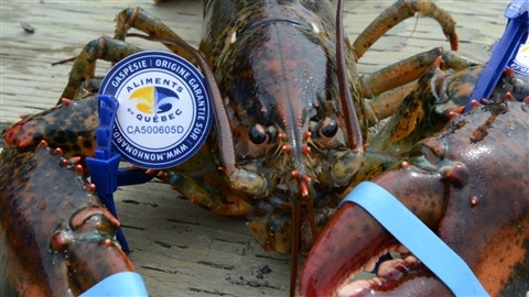 Le homard de la Gaspésie