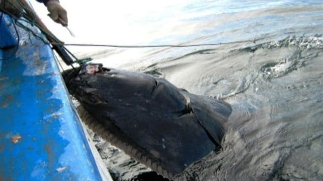 Pêche au flétan Pêche au flétan
