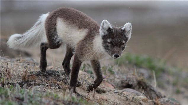 Le renard arctique Le renard arctique