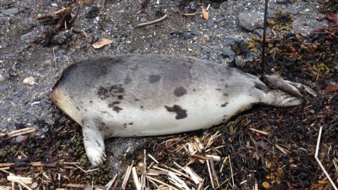 Une des cinq carcasses de phoques sans tête a été trouvée à Mont-Louis. Une des cinq carcasses de phoques sans tête a été trouvée à Mont-Louis.