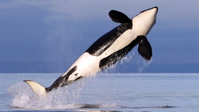 Des scientifiques étudient depuis 10 ans un groupe d'épaulards vivant dans le fjord Puget Sound. Des scientifiques étudient depuis 10 ans un groupe d'épaulards vivant dans le fjord Puget Sound.