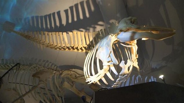 Le Centre d'interprétation des mammifères marins expose 13 squelettes. Le Centre d'interprétation des mammifères marins expose 13 squelettes.