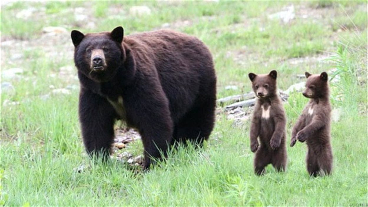 Gare Aux Ours Noirs Au Manitoba ICI Radio Canada Ca