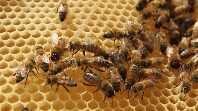 Des abeilles saines Des abeilles saines