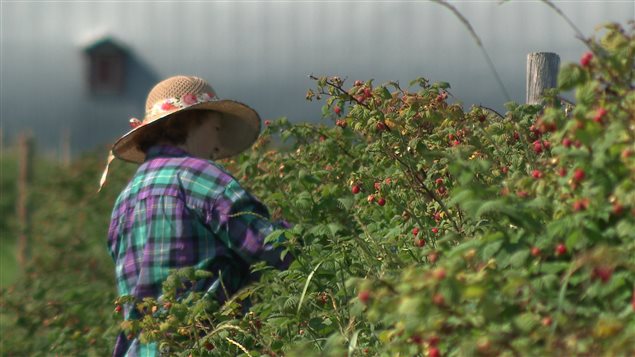 Une femme cueille des framboises dans la vallée de la Matapédia. Une femme cueille des framboises dans la vallée de la Matapédia.