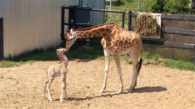 Safari parc montreal coupons
