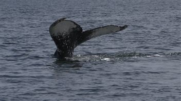 Les baleines se nourrissent dans la baie de Gaspé. Les baleines se nourrissent dans la baie de Gaspé.