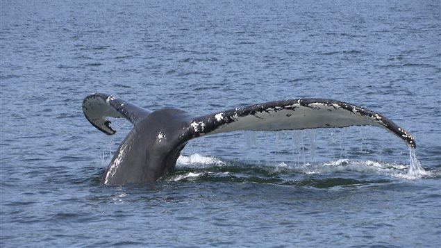 Les baleines s'approchent des bateaux. Les baleines s'approchent des bateaux.