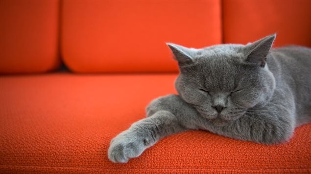 Chat Chat
