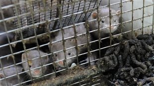 Les cages sont bourrées d'excréments et n'offre pas un accès adéquat à l'eau, selon la SPCA. Les cages sont bourrées d'excréments et n'offre pas un accès adéquat à l'eau, selon la SPCA.