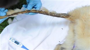 La vétérinaire de la SPCA a constaté de nombreuses blessures : orteils cassés, jambes cassées, œil manquant, lésions sur la queue, etc. La vétérinaire de la SPCA a constaté de nombreuses blessures : orteils cassés, jambes cassées, œil manquant, lésions sur la queue, etc.