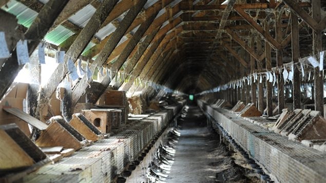 Une centaine de renards et 2000 visons sont élevés dans cette ferme de la région de Saint-Hyacinthe. Une centaine de renards et 2000 visons sont élevés dans cette ferme de la région de Saint-Hyacinthe.