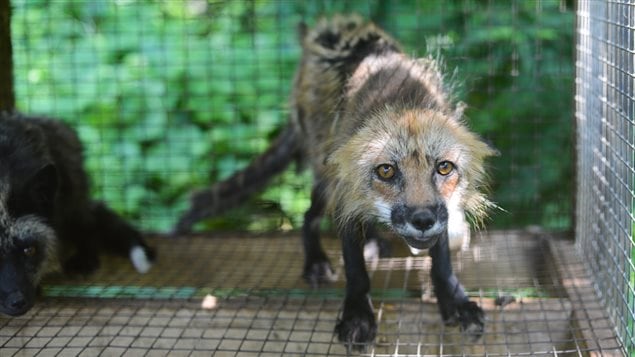La vétérinaire de la SPCA afifrme que les 91 renards qu'elle a examinés étaient déshydratés. La vétérinaire de la SPCA afifrme que les 91 renards qu'elle a examinés étaient déshydratés.