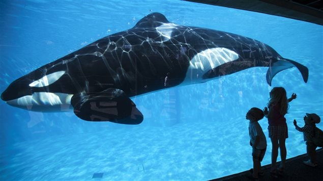 Un orque nage dans son bassin au parc SeaWorld de San Diego sous le regard de jeunes enfants. Un orque nage dans son bassin au parc SeaWorld de San Diego sous le regard de jeunes enfants.