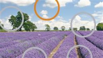 L'une des images utilisées lors de l'expérience. L'une des images utilisées lors de l'expérience.