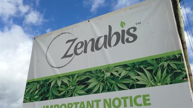 Marijuana médicale : une étape cruciale pour Zenabis à Atholville - ICI.Radio-Canada.ca