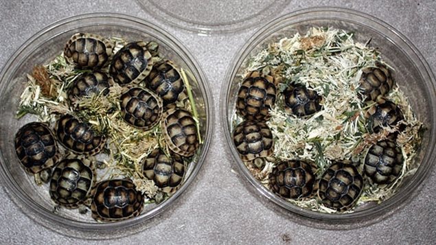Un homme de Windsor est arrêté pour avoir tenter de faire passer illégalement des tortues au Canada. Un homme de Windsor est arrêté pour avoir tenter de faire passer illégalement des tortues au Canada.