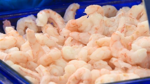 Enquête sur les crevettes nordiques Enquête sur les crevettes nordiques