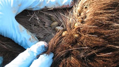 Des tiques dans la fourrure d'un orignal Des tiques dans la fourrure d'un orignal