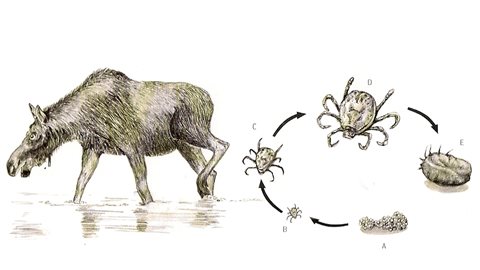 Le cycle de vie de la tique d'hiver Le cycle de vie de la tique d'hiver
