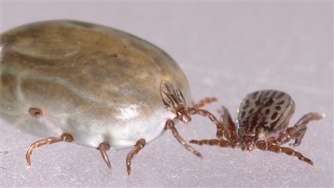 La femelle est beaucoup plus grosse que le mâle La femelle est beaucoup plus grosse que le mâle