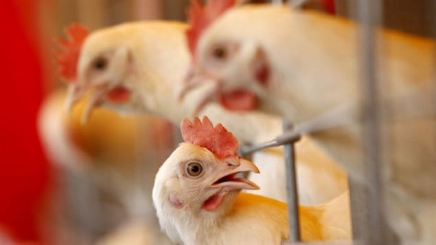 Le Canada est le 12e producteur mondial en importance de volaille et le 11e plus grand exportateur de cette viande au monde. Le Canada est le 12e producteur mondial en importance de volaille et le 11e plus grand exportateur de cette viande au monde.