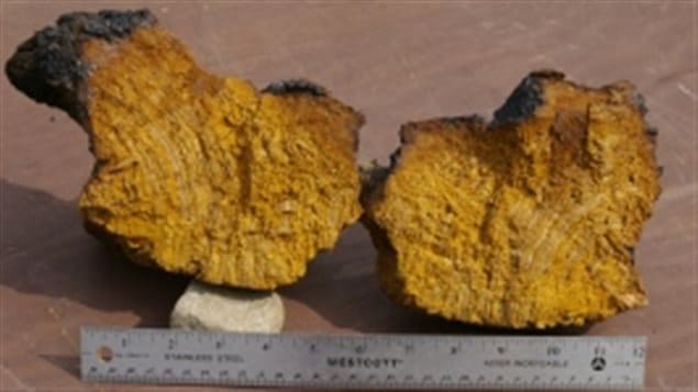 chaga-champignon-forets chaga-champignon-forets