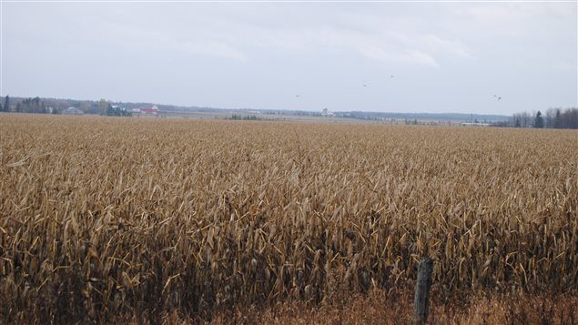 Au Temiskaming, la majorité des champs agricoles n'ont pas encore été récoltés. Les moissons sont habituellement terminées au plus tard à l'Action de Grâce Au Temiskaming, la majorité des champs agricoles n'ont pas encore été récoltés. Les moissons sont habituellement terminées au plus tard à l'Action de Grâce