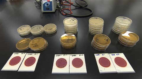 Nous avons fait analysé des morceaux de viande pour mesurer la présence de bactéries. Nous avons fait analysé des morceaux de viande pour mesurer la présence de bactéries.