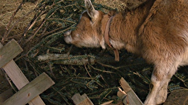 Les chèvres apprécient les sapins, même ceux de Noël lorsqu'ils ne sont plus décorés. Les chèvres apprécient les sapins, même ceux de Noël lorsqu'ils ne sont plus décorés.