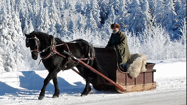 Cheval canadien Cheval canadien