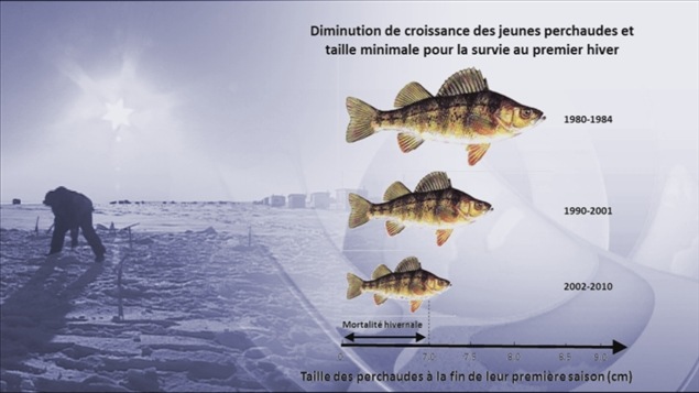Diminution de croissance des jeunes perchaudes Diminution de croissance des jeunes perchaudes