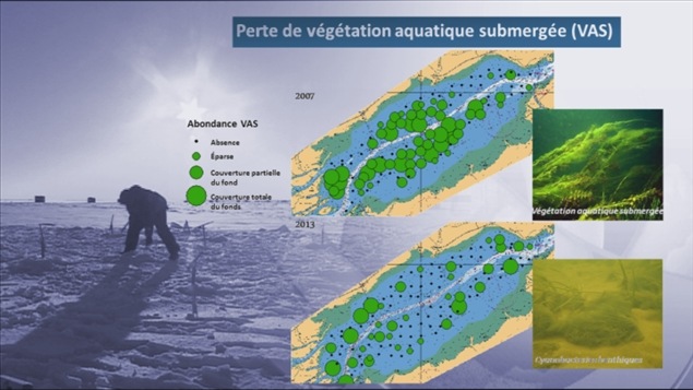 Perte de végétation aquatique submergée (habitat de la perchaude) dans le lac Saint-Pierre Perte de végétation aquatique submergée (habitat de la perchaude) dans le lac Saint-Pierre