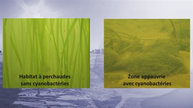 Évolution de l'habitat de la perchaude Évolution de l'habitat de la perchaude