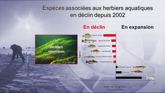 Espèces associées aux herbiers aquatiques en déclin depuis 2002 Espèces associées aux herbiers aquatiques en déclin depuis 2002