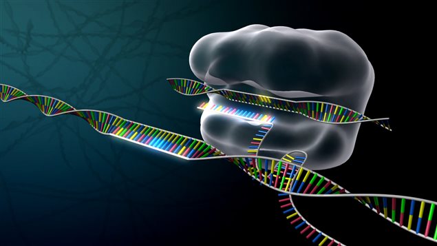 Crispr Crispr