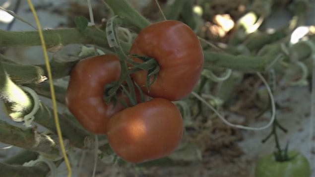 Plusieurs acquéreurs démontrent leur intérêt pour les tomates Savoura. Plusieurs acquéreurs démontrent leur intérêt pour les tomates Savoura.