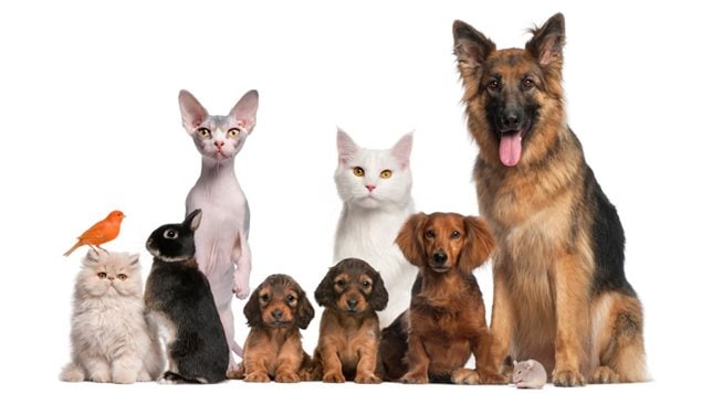 Animaux de compagnie Animaux de compagnie