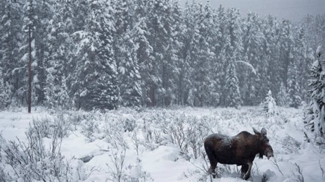 Selon les lois de la province, aucun chasseur n'est autorisé à décharger une arme à feu ou un arc le long des autoroutes provinciales incluant la réserve routière. Selon les lois de la province, aucun chasseur n'est autorisé à décharger une arme à feu ou un arc le long des autoroutes provinciales incluant la réserve routière.