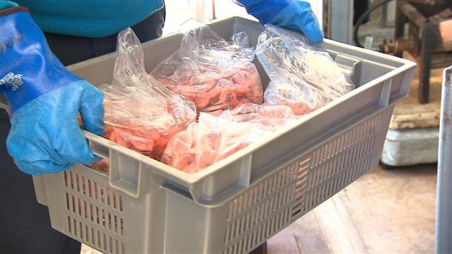 Le premier arrivage de crevettes nordiques de la saison à Sept-Îles Le premier arrivage de crevettes nordiques de la saison à Sept-Îles