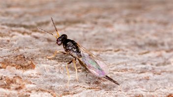 La guêpe Tetrastichus Planipennisi a été introduite dans le parc de la Gatineau pour lutter contre l'agrile du frêne. La guêpe Tetrastichus Planipennisi a été introduite dans le parc de la Gatineau pour lutter contre l'agrile du frêne.