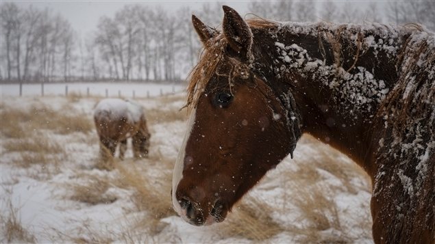Des chevaux en hiver près de Cremona en Alberta Des chevaux en hiver près de Cremona en Alberta