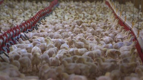Un élevage de poulets Un élevage de poulets