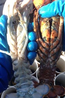 Un homard albinos comparé à un homard normal. Un homard albinos comparé à un homard normal.