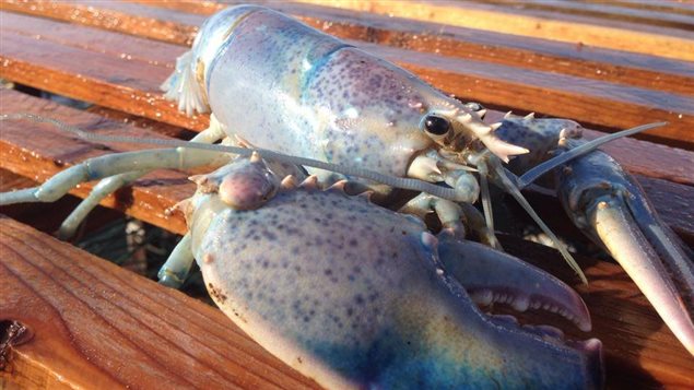 Un homard albinos Un homard albinos