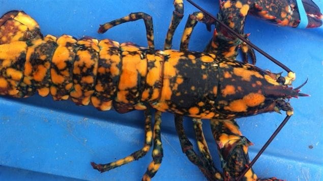 Un homard léopard pêché par Pierre-Paul Couture sur le bateau Rémi-Pier. Un homard léopard pêché par Pierre-Paul Couture sur le bateau Rémi-Pier.